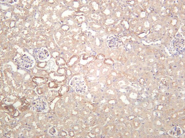 Mouse kidney was stained with anti-Paxillin rabbit antibody