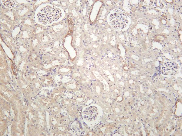 Rat kidney was stained with anti-Paxillin rabbit antibody