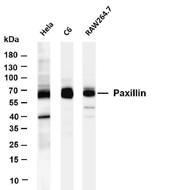 m01033 3 pxn primary antibodies wb testing 1