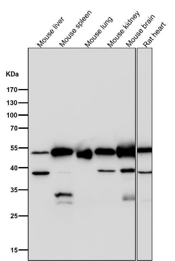 All lanes use the Antibody at 1:3K dilution for 1 hour at room temperature
