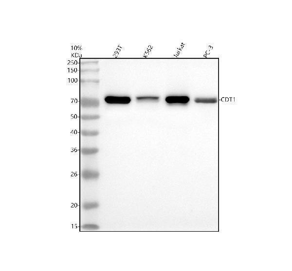 m01035 cdt1 primary antibodies wb testing 1