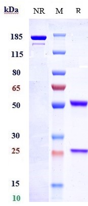 Anti-ETBR Reference Antibody (DEDN6526A) on SDS-PAGE under reducing (R) condition