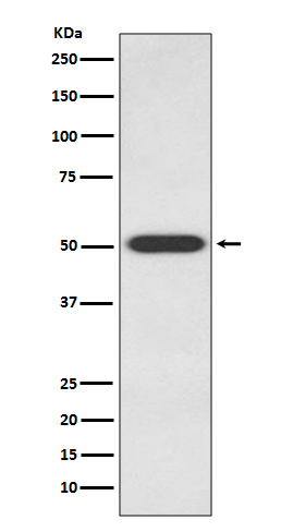 m01041 wb