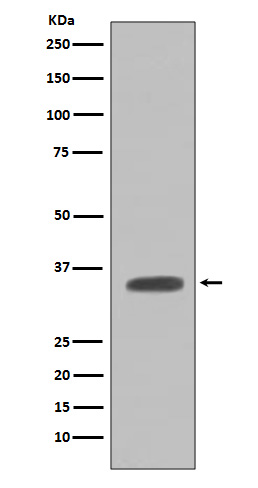 Western blot analysis of Caspase-7 expression in NIH/3T3 cell lysate
