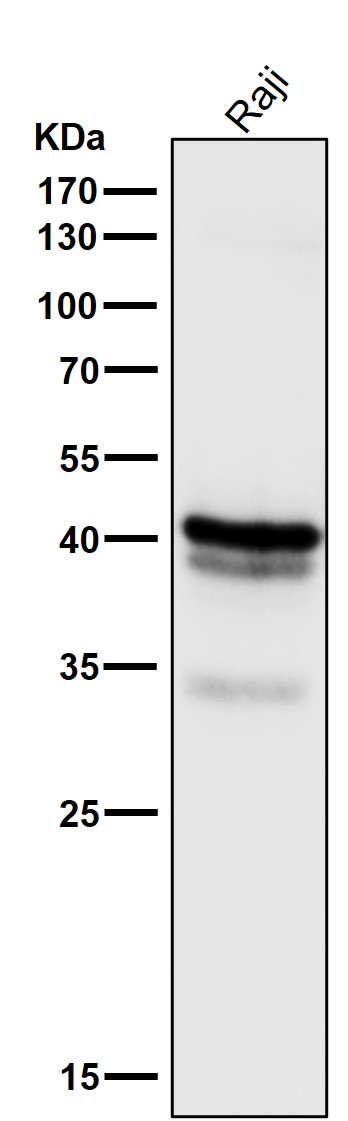 All lanes use the Antibody at 1:3K dilution for 1 hour at room temperature
