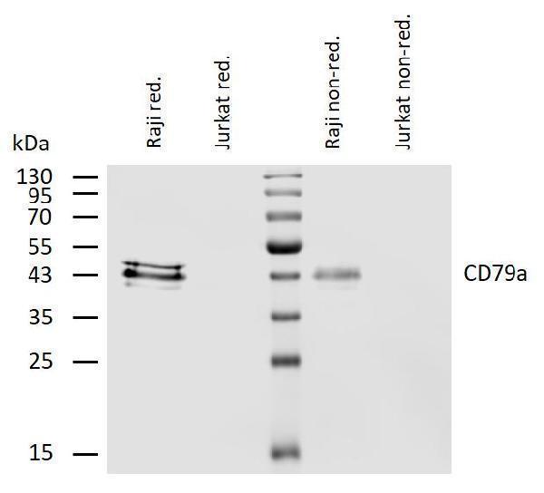 Western blotting analysis of human CD79a using mouse monoclonal antibody HM47 on lysates of Raji and Jurkat (negative control) cell line under reducing and non-reducing conditions