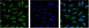 IF analysis of Hela with antibody (Left) and DAPI (Right) diluted at 1:100