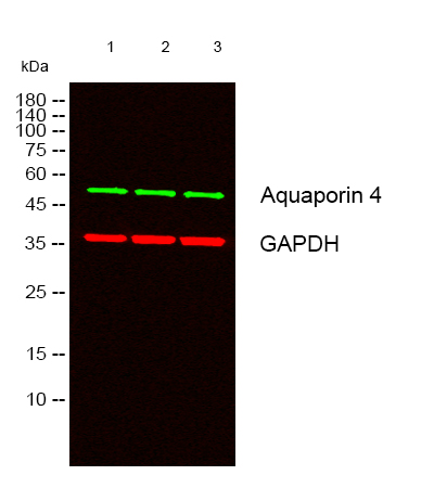 Western blot analysis of lysates from 1) Hela, 2) Mouse Heart tissue, 3) Rat Heart Tissue cells, (Green) primary antibody was diluted at 1:1000, 4°over night, secondary antibody was diluted at 1:10000, 37° 1hour