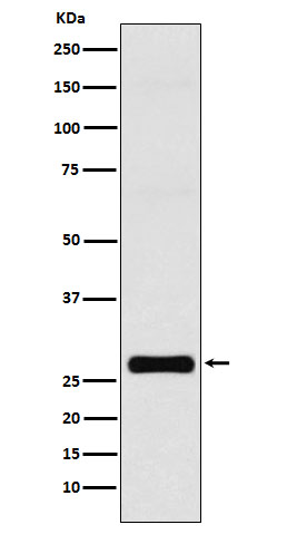 Western blot analysis of GJB1 expression in MCF-7 cell lysate