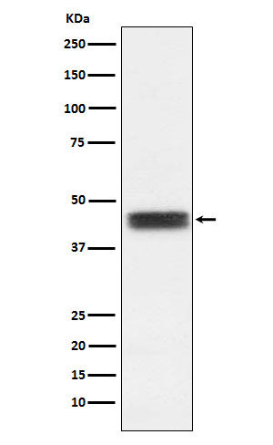 Western blot analysis of TFPI expression in U87-MG cell lysate