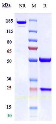 Anti-TFPI Reference Antibody (concizumab) on SDS-PAGE under reducing (R) condition