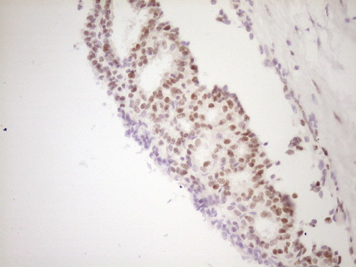 m01052 anti tfpi mouse monoclonal antibody clone id oti5h5 ihc testing 6
