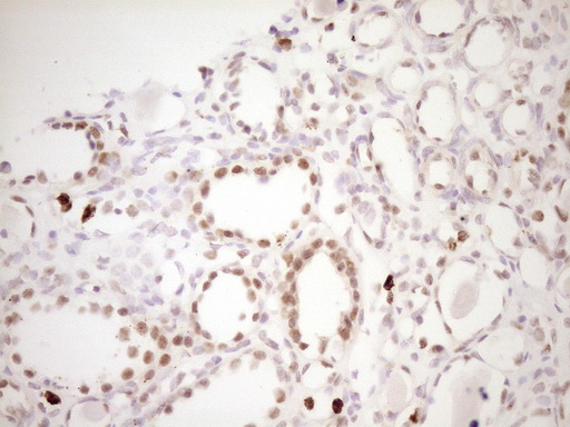 m01052 anti tfpi mouse monoclonal antibody clone id oti5h5 ihc testing 8