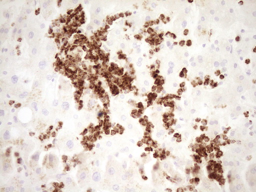 m01052 anti tfpi mouse monoclonal antibody clone id oti5h5 ihc testing 9