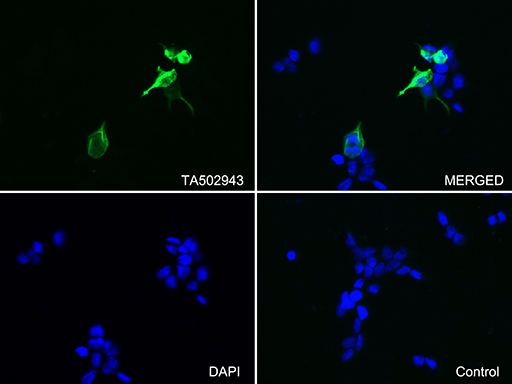 m01053 2 anti doublecortin dcx mouse monoclonal antibody clone id oti4a3 if testing 5
