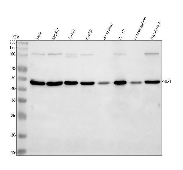 m01054 yb1 primary antibodies wb testing 1