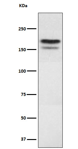 Western blot analysis of EHMT2 expression in 293 cell lysate