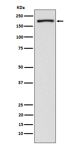 Western blot analysis of EHMT2/G9A expression in HeLa cell lysate