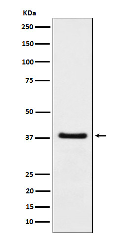 Western blot analysis of HDGF expression in A549 cell lysate