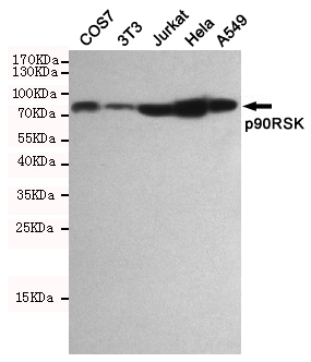 Western blot detection of p90RSK in COS7, 3T3, Jurkat, Hela and A549 cell lysates using p90RSK mouse mAb (dilution 1:1000)