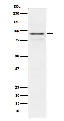 Western blot analysis of RSK1 p90 expression in MCF7 cell lysate.