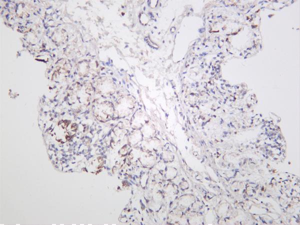 Mouse colon was stained with anti-p90RSK (phospho Thr359/Ser363) rabbit antibody