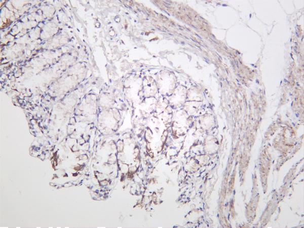 Rat colon was stained with anti-p90RSK (phospho Thr359/Ser363) rabbit antibody