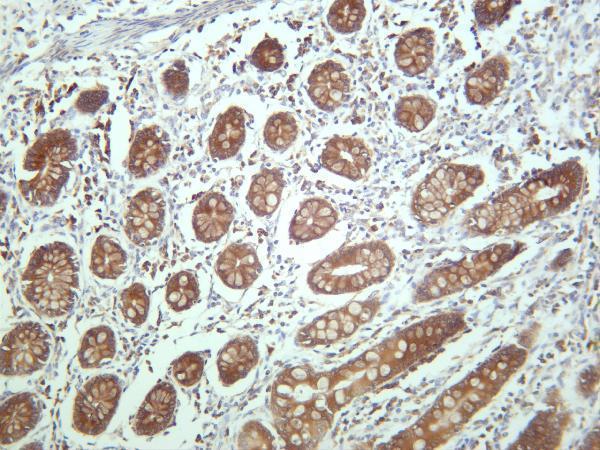 Human colon was stained with anti-p90RSK rabbit antibody