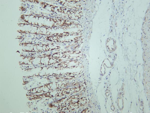 Rat colon was stained with anti-p90RSK rabbit antibody