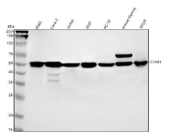  Western blot analysis of Chk1 using anti-Chk1 antibody (M01060-1)