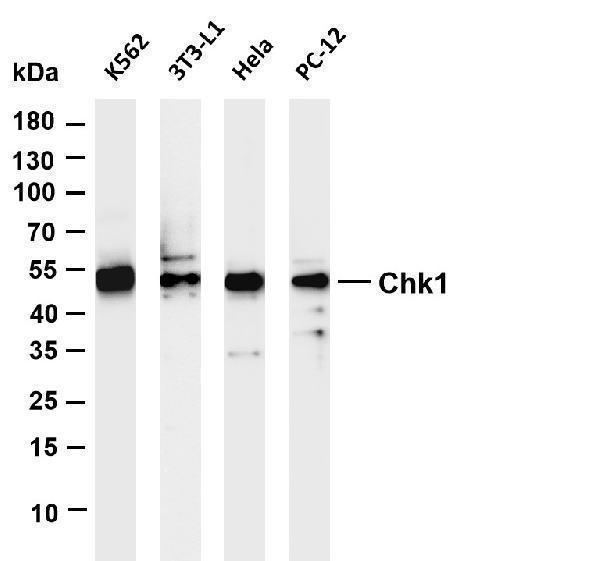 Various whole cell lysates were separated by 4-20% SDS-PAGE, and the membrane was blotted with anti-Chk1 antibody