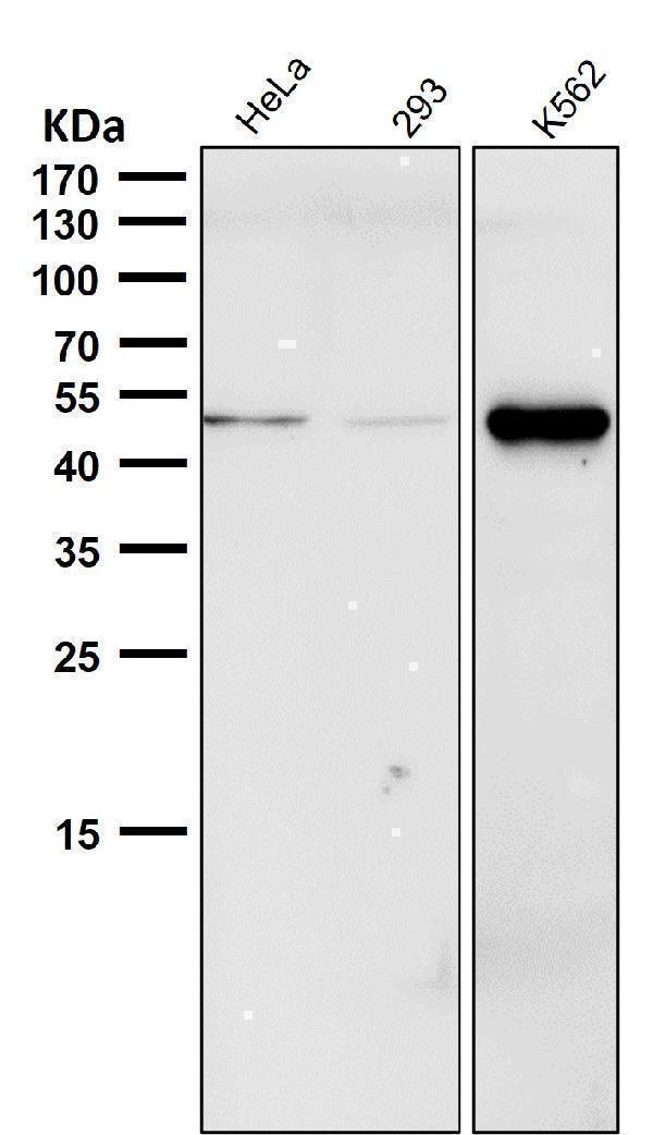 All lanes use the Antibody at 1:1K dilution for 1 hour at room temperature