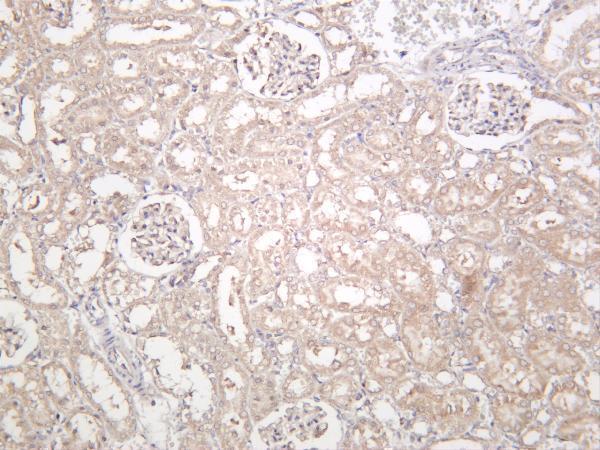 Rat liver was stained with anti-SIRT3 rabbit antibody