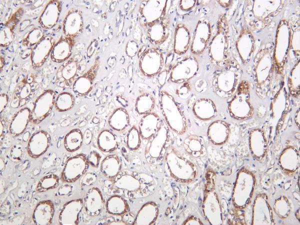 Human kidney was stained with anti-SIRT3 rabbit antibody