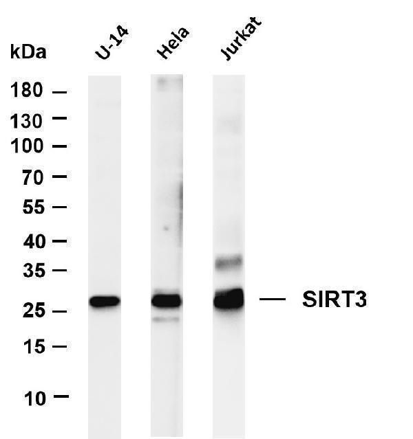 m01061 1 sirt3 primary antibodies wb testing 1