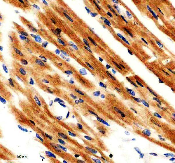 m01061 sirt3 primary antibodies ihc testing 3