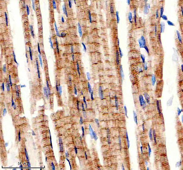 m01061 sirt3 primary antibodies ihc testing 4