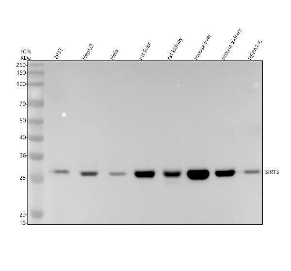 Western blot analysis of SIRT3 using anti-SIRT3 antibody (M01061)