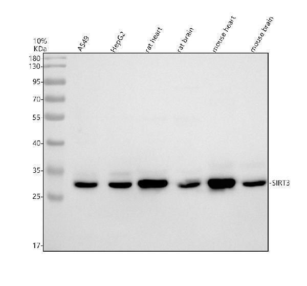 Western blot analysis of SIRT3 using anti-SIRT3 antibody (M01061)