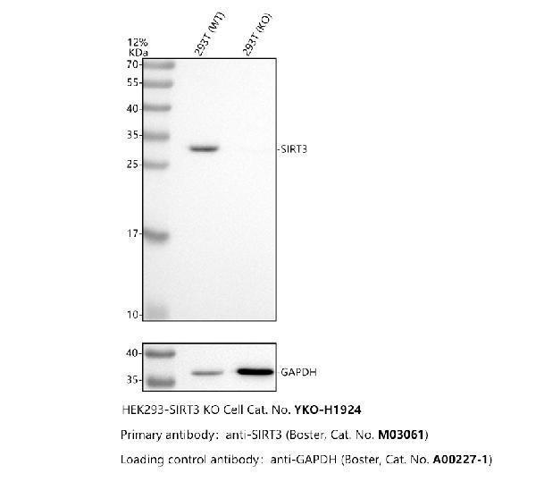 m01061 sirt3 primary antibodies wb testing 2_1