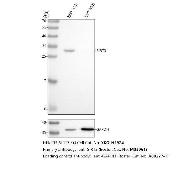 m01061 sirt3 primary antibodies wb testing 3