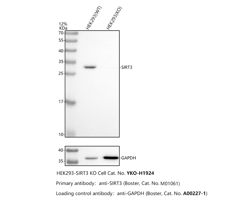 m01061 sirt3 primary antibodies wb testing 3_1