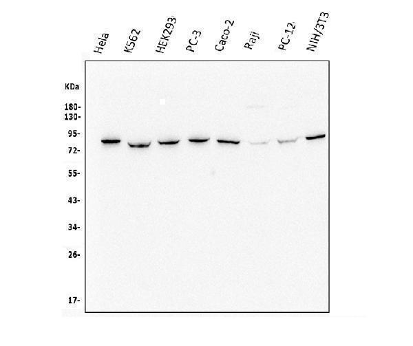m01065 methylmalonyl coenzyme a primary antibodies wb testing 1