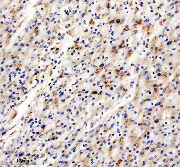 m01069 mst1 primary antibodies ihc testing 1