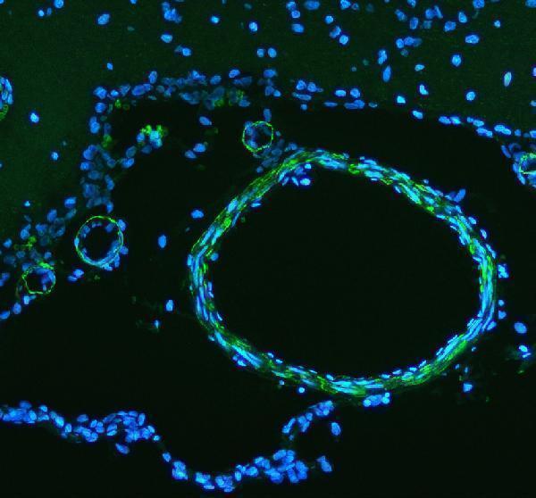 m01072 3 alpha sma primary antibodies if testing 2