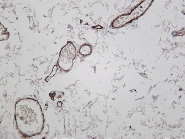 Human colon was stained with anti-α smooth muscle actin rabbit antibody