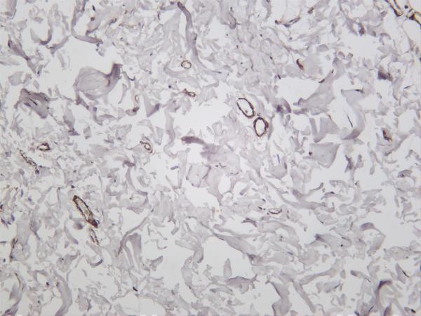 Human stomach was stained with anti-α smooth muscle actin rabbit antibody