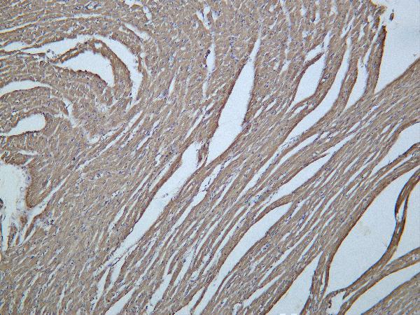 Mouse heart was stained with Anti-Actin pan rabbit antibody