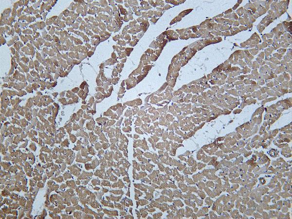 Rat heart was stained with Anti-Actin pan rabbit antibody