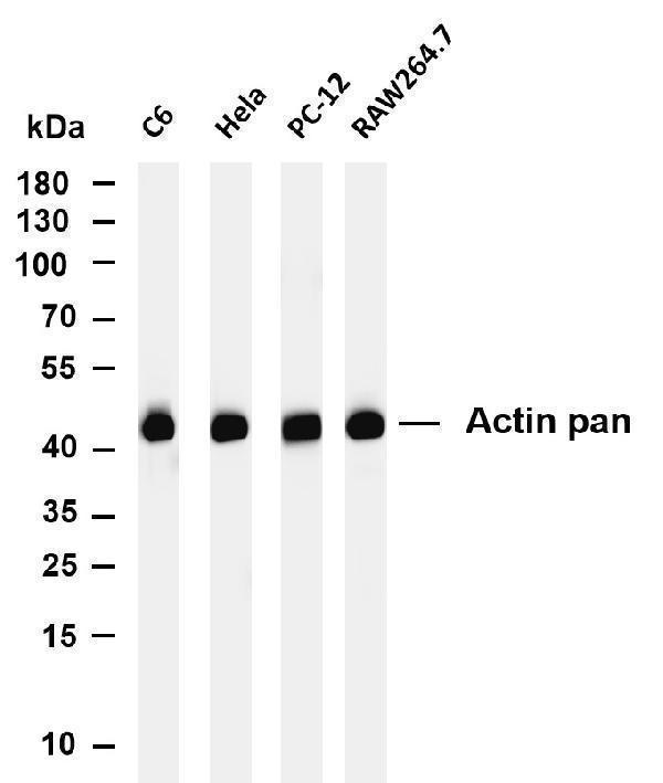 m01072 6 actin primary antibodies wb testing 1